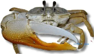 Näsets Ciklidhobby Giant Fiddler Crab 5–6 cm vinkarkrabba brack