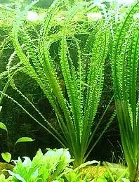 Näsets Crinum calamistratum akvarieväxt 1 st långbladig