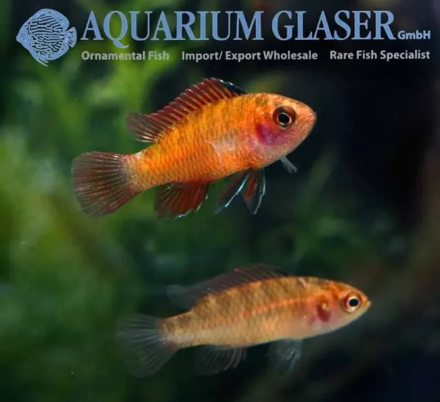 Näsets Ciklidhobby Dario hysginon flame-red badis md-lg