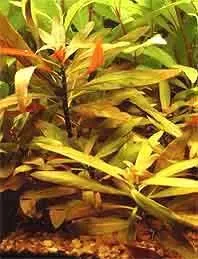 Näsets Ciklidhobby Ludwigia peruensis akvarieväxt kruka