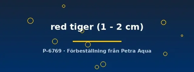 Näsets Endler red tiger guppyfisk 1–2 cm pigg