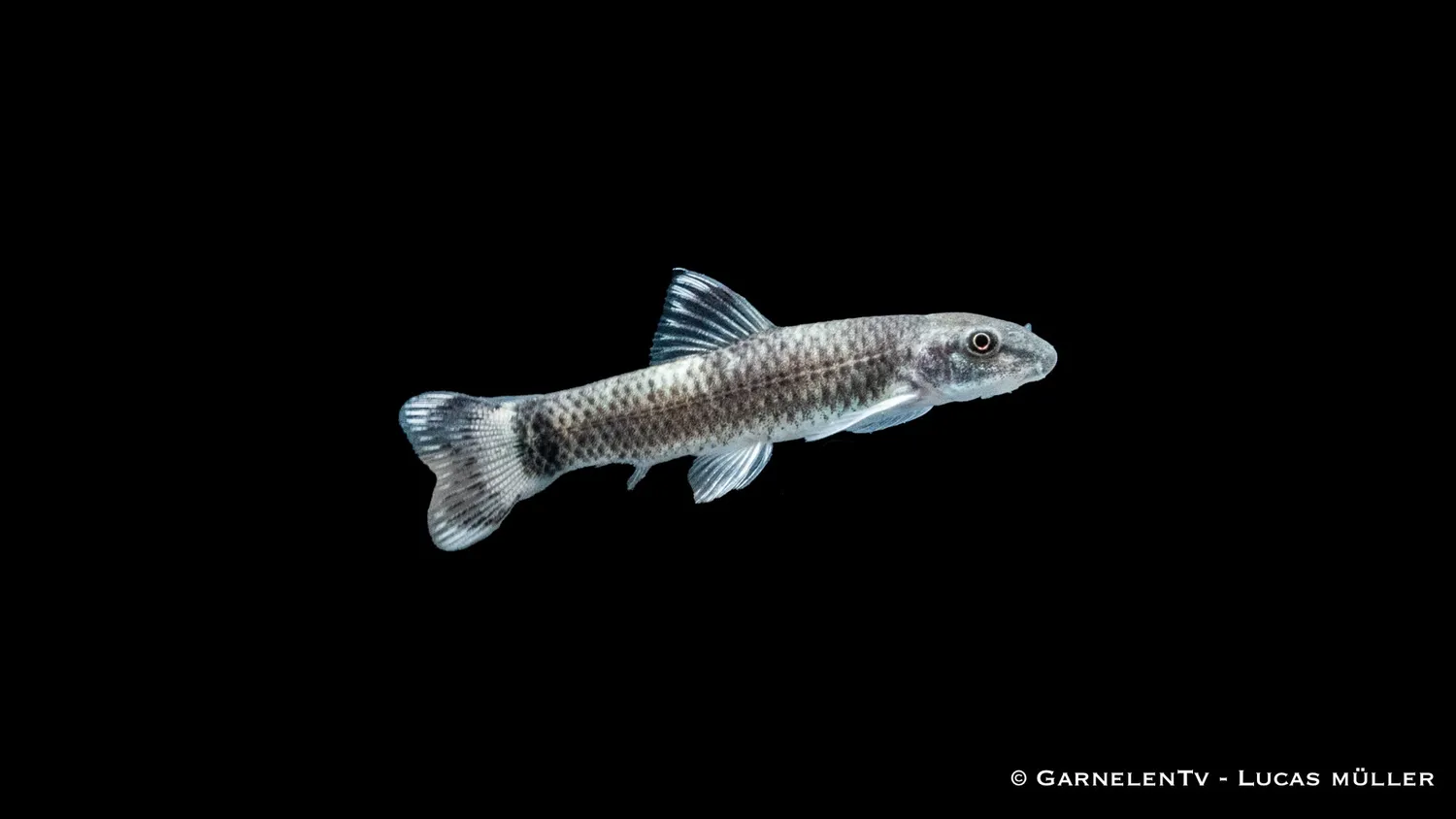 Garnelen TV Garra flavatra pandasugbarb akvariefisk 6–8 cm