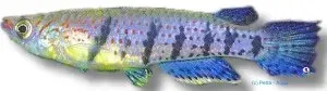 Näsets Ciklidhobby Epiplatys grahami panchax 3–4,5 cm