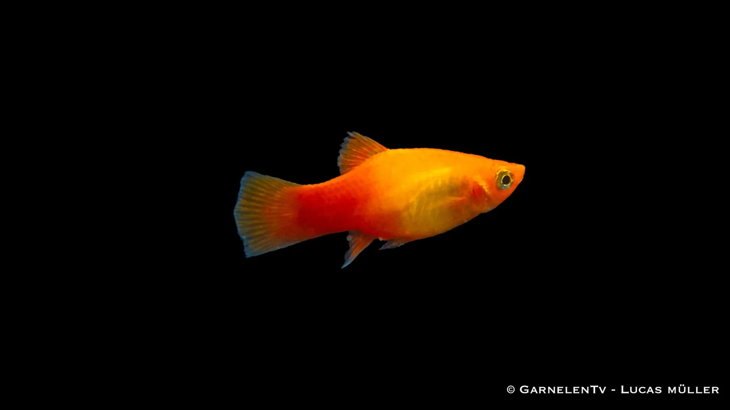 Garnelen TV Platy Marygold akvariefisk 5-7 cm