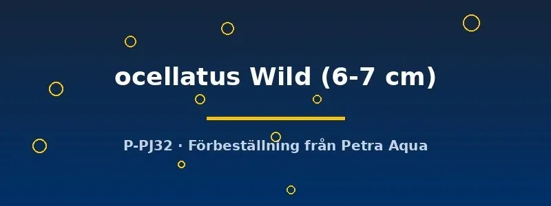Näsets Ciklidhobby Astronotus ocellatus Wild ciklid 6–7 cm vild