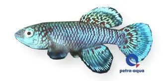 Näsets Ciklidhobby Nothobranchius eggersi blue killifisk 2,5–3,5 cm