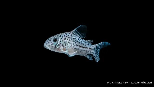 Garnelen TV Corydoras leopardus akvariefisk leopardmönstrad