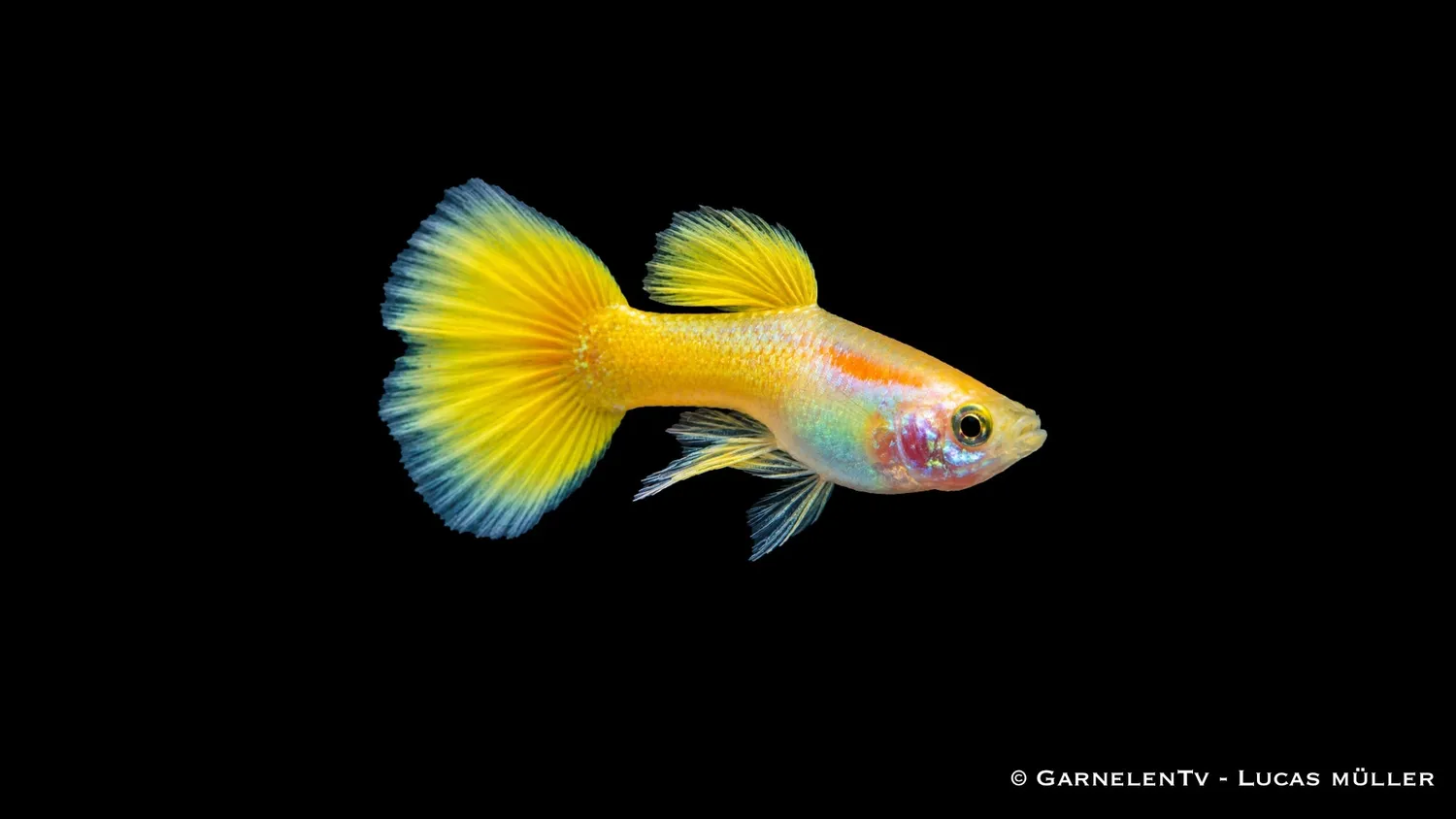 Garnelen TV Lemon Poecilia reticulata guppy hane gul