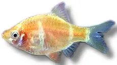 Näsets Tiger Barb Albin stimfisk akvariefisk 3–3,5 cm