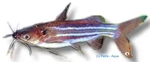 Näsets Ciklidhobby Mystus vittatus Pyjama mal 7–8 cm randig