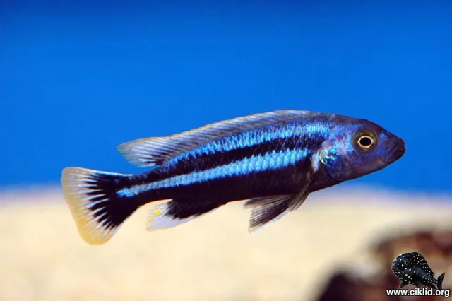 Näsets Ciklidhobby Melanochromis chipokae ciklid 5–6 cm
