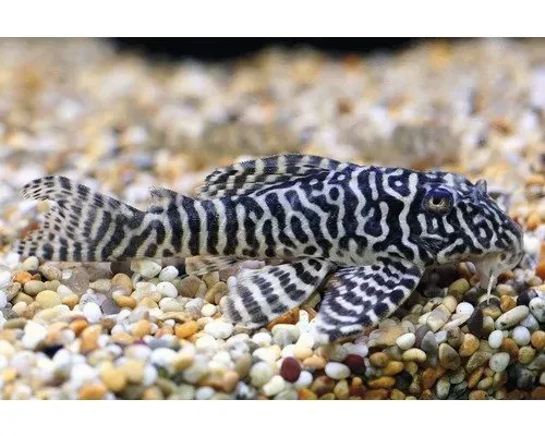 Hypancistrus L066 King Tiger pleco L-mal 12 cm
