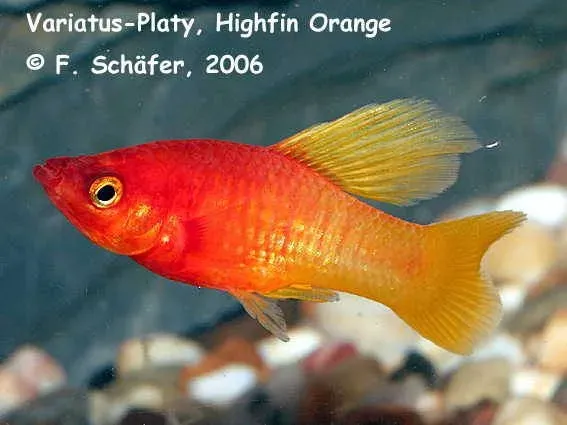 Näsets Ciklidhobby Platy Hawaii High Fin md-lg livbärare