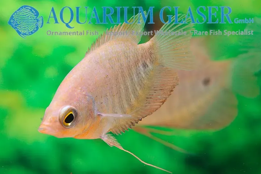 Näsets Ciklidhobby Osphronemus goramy GOLD gurami 6–8 cm