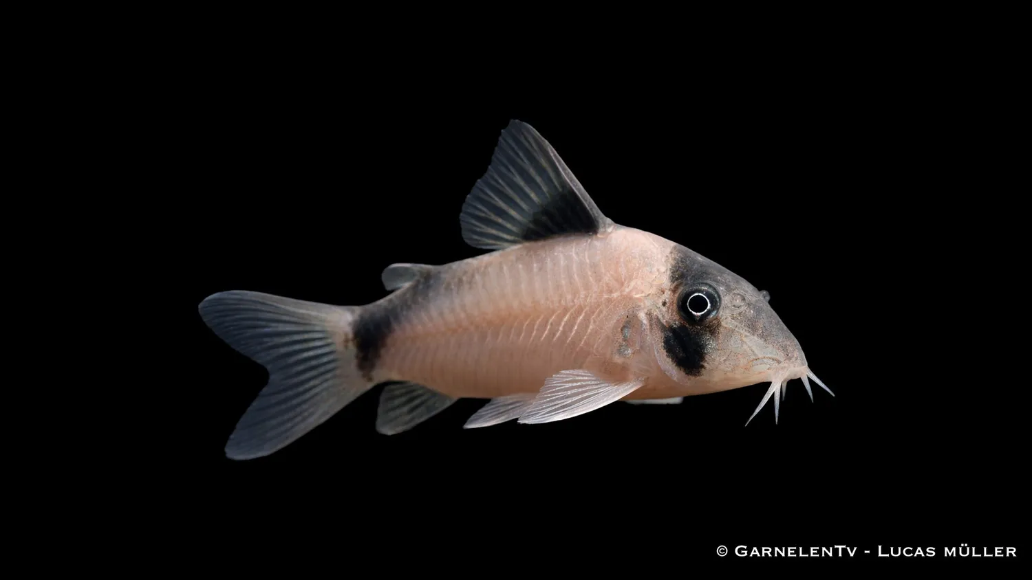 Garnelen TV Olga pansarmal Corydoras simulatus