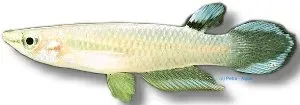 Näsets Ciklidhobby Aplocheilus panchax killifisk 3–4 cm blå