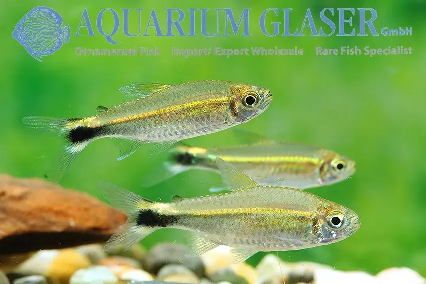 Näsets Ciklidhobby Hemigrammus hyanuary tetra lg vildfångad