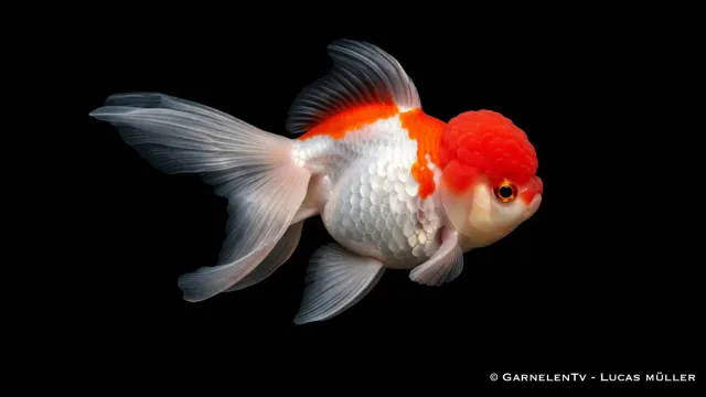Garnelen TV Oranda Carassius auratus guldfisk 12-15 cm lugn