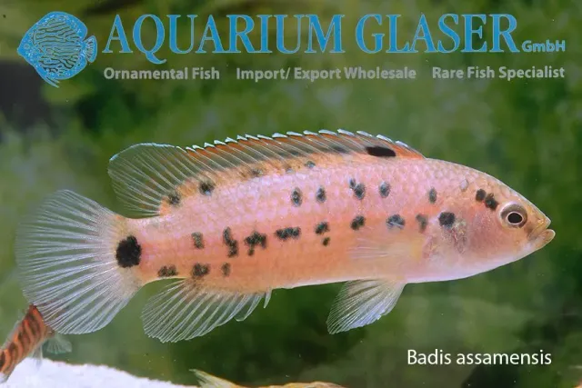 Näsets Ciklidhobby Badis Assamensis akvariefisk lg-xl