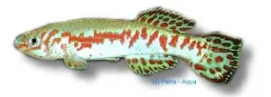 Aphyosemion puerzli killifish 3–4 cm växtkar