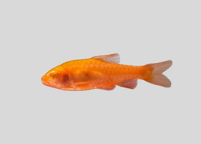 Näsets Ciklidhobby Barbus titteya albino barb 3–4 cm