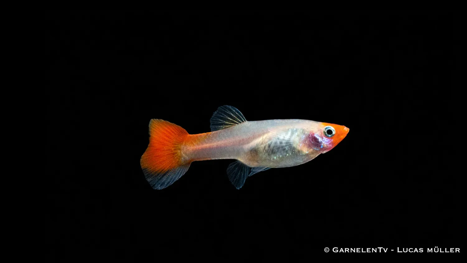 Garnelen TV Koi Kohaku guppy färgguppy röd-vit