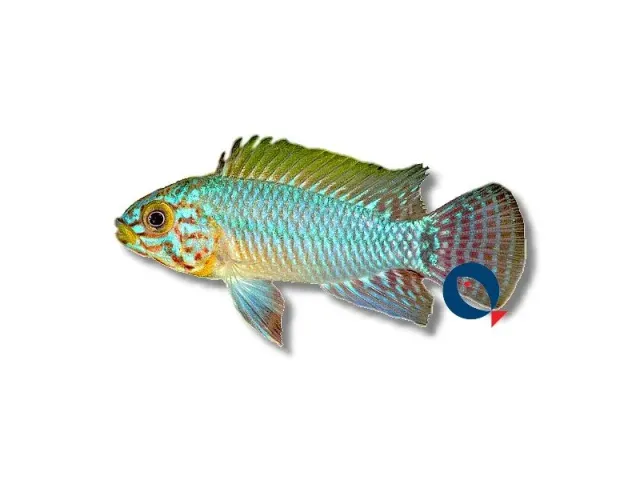 Näsets Ciklidhobby Apistogramma Blue Head dvärgciklid 3–4 cm