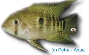Näsets Ciklidhobby Green Acara akvariefisk 5–6 cm sydamerikansk