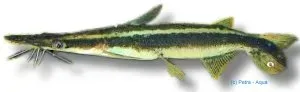 Näsets Ciklidhobby Sorubim lima ankatmal 10–12 cm rovfisk