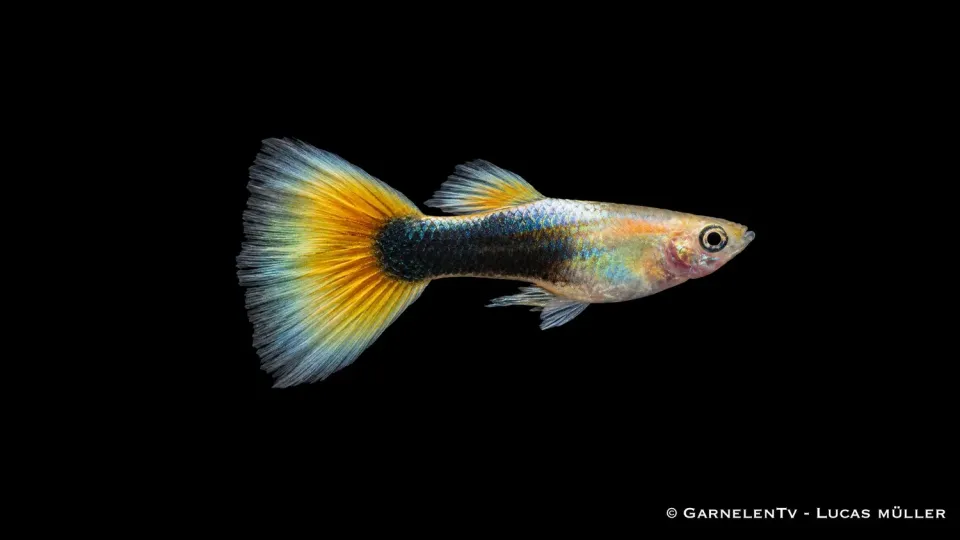 Guppy Gold Tuxedo hane akvariefisk Poecilia reticulata