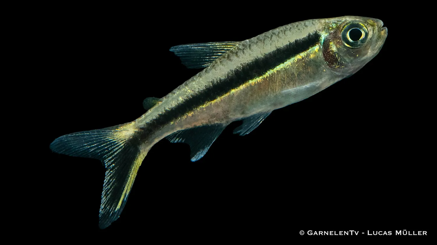 Garnelen TV Pinguinsalmler Thayeria obliqua tetra pingvin