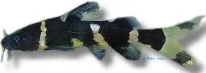 Näsets Ciklidhobby Leiocassis siamensis mal 4-5 cm