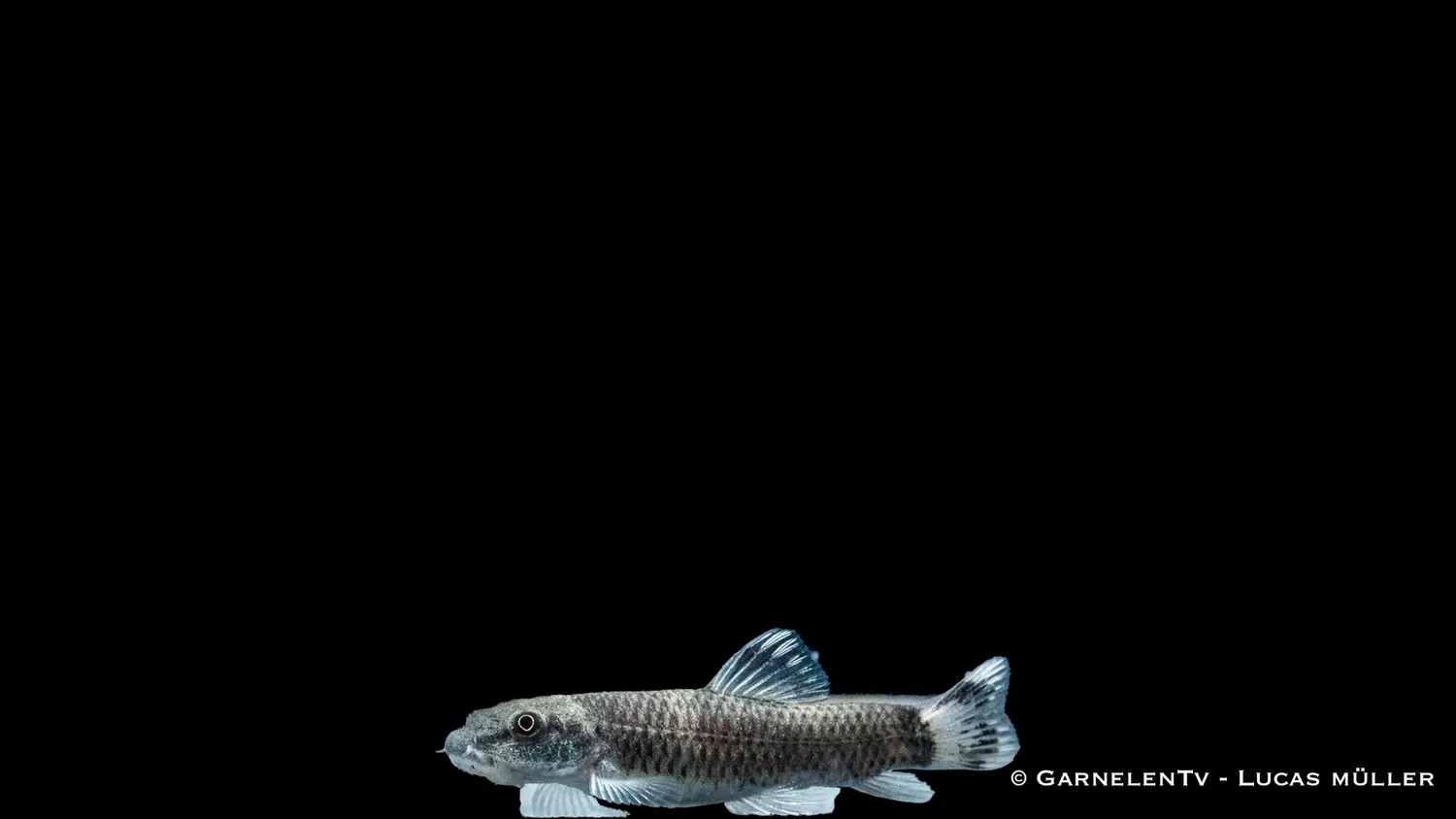 Garnelen TV Garra flavatra pandasugbarb akvariefisk 6–8 cm