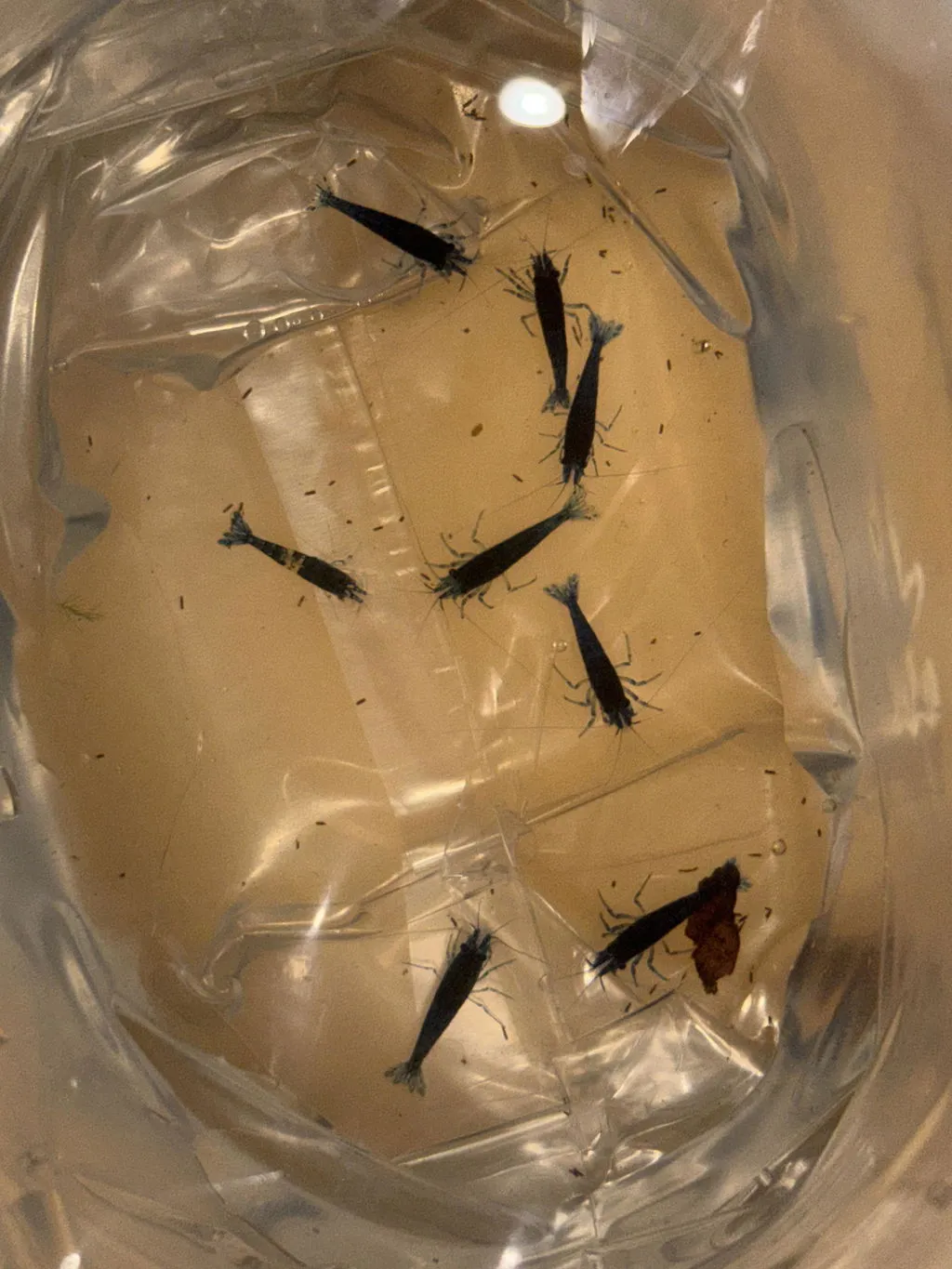 Garnelen TV Blue Dream dvärgräka blå Neocaridina davidi