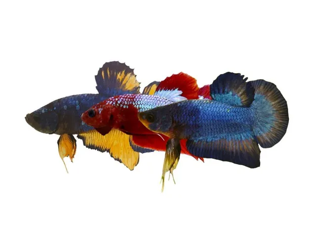 Näsets Ciklidhobby Betta spl. plakat mix kampfisk XL hane