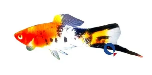 Xiphophorus helleri Koi Sanke svärdbärare 3–4 cm