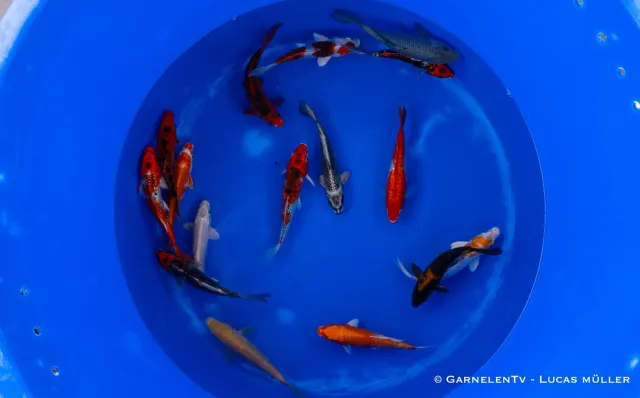 Garnelen TV Koi B dammfisk 15-18 cm färgstark