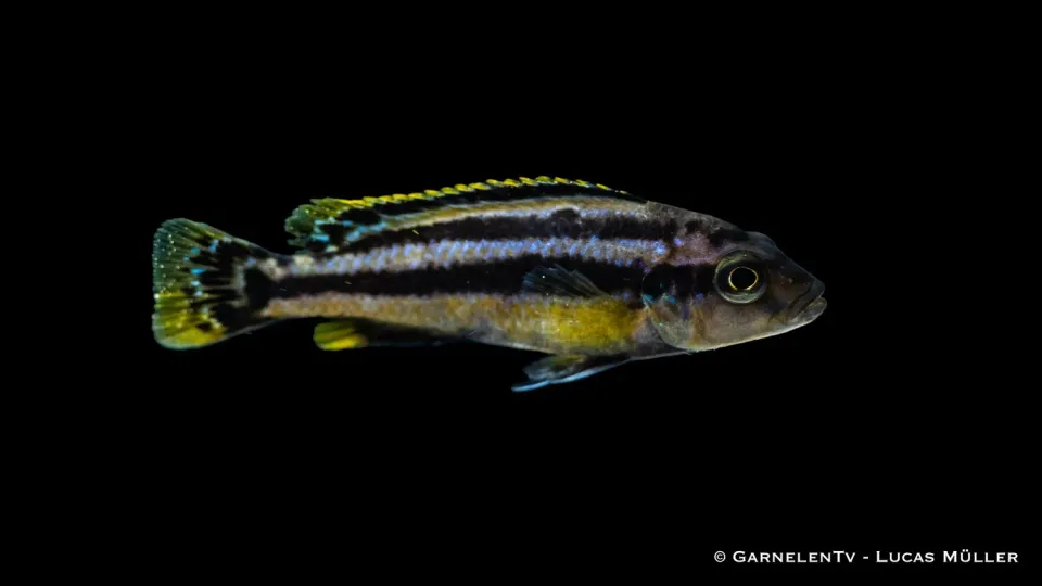 Garnelen TV Melanochromis chipokae ciklid 200L DNZ