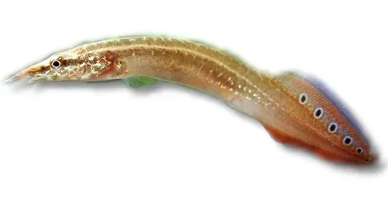 Näsets Ciklidhobby Macrognathus aculeatus taggål 15–18 cm