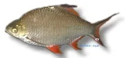 Näsets Ciklidhobby Barbus schwanenfeldi akvariefisk 6–8 cm stim