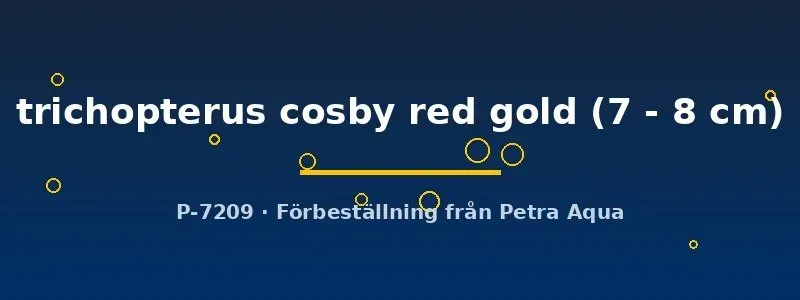 Näsets Ciklidhobby Trichogaster Cosby Red Gold gurami 7–8 cm rödguld