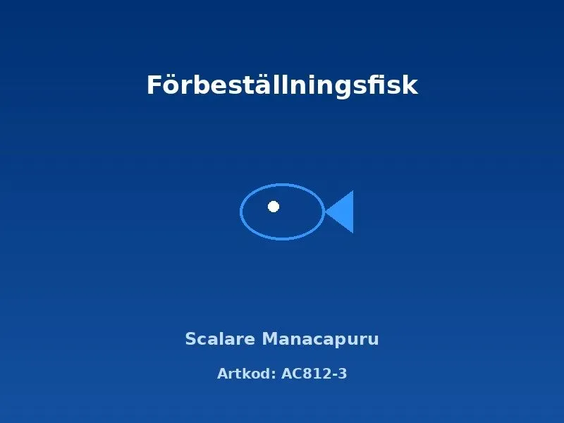 Näsets Ciklidhobby Scalare Manacapuru akvariefisk 5 cm parbildande