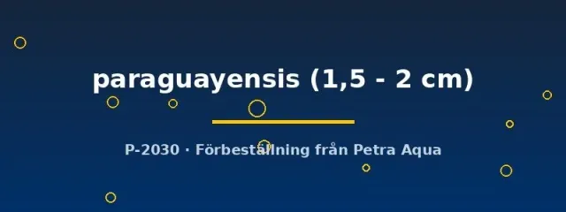 Aphyocharax paraguayensis tetra 1,5-2 cm stim