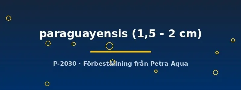Aphyocharax paraguayensis tetra 1,5-2 cm stim