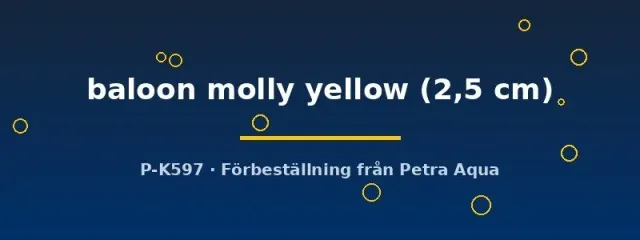 Poecilia latipinna balloon molly yellow 2,5 cm
