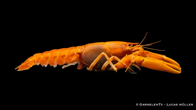 Garnelen TV Cherax holthuisi aprikoskräfta