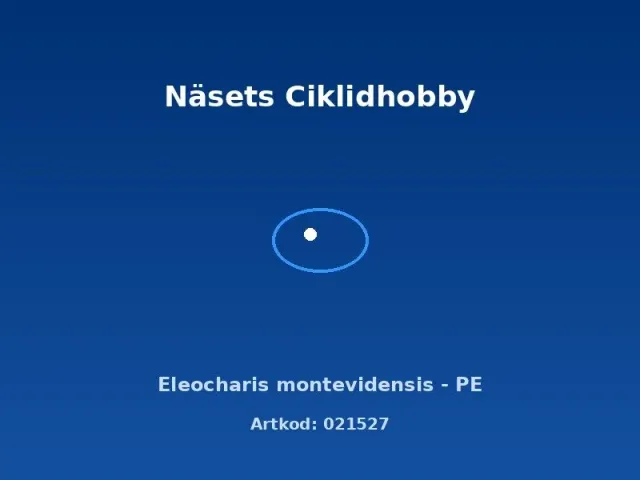Näsets Ciklidhobby Eleocharis montevidensis akvarieväxt PE