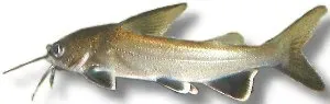 Näsets Ciklidhobby Arius jordani hajmal 9–10 cm bräckvatten