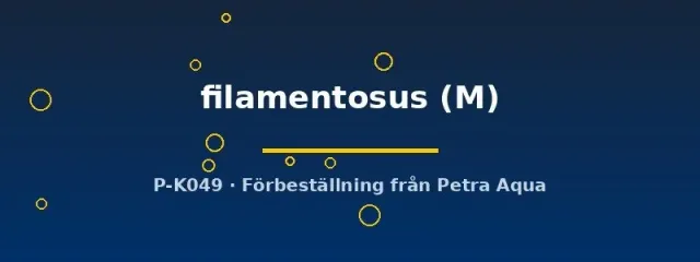 Näsets Ciklidhobby Lamontichthys filamentosus mal M bottenlevande