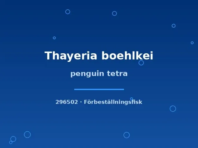 Näsets Ciklidhobby Penguin tetra tetror Thayeria sm